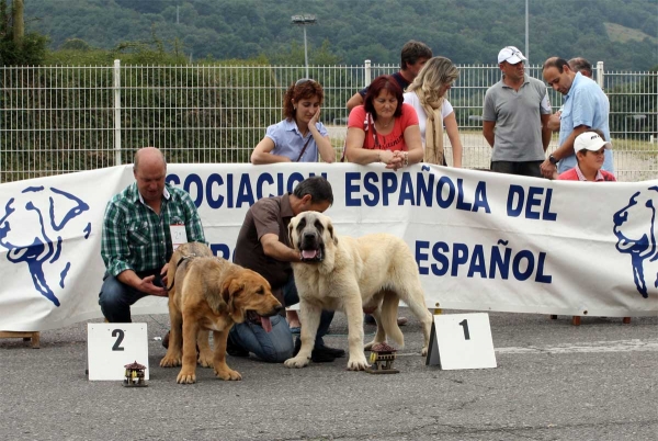Giron de Buxionte: MB 2, Pegaso de Bao la Madera: MB 1 - Puppy Class Males - Pola de Siero 16.07.2011
Keywords: 2011