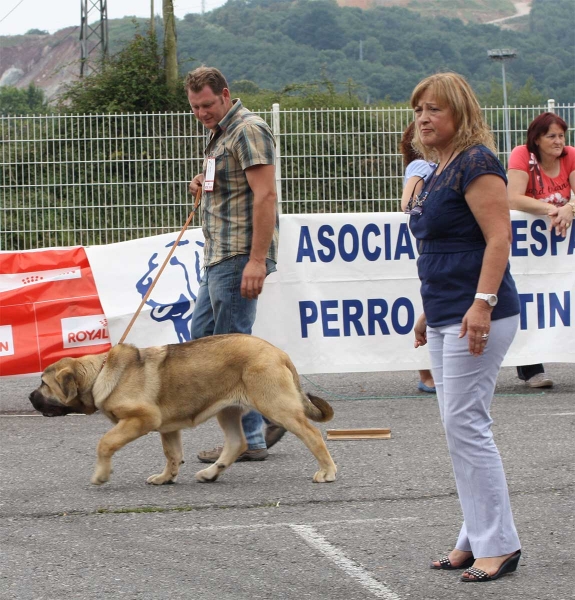Puppy Class Females - Pola de Siero 16.07.2011
Keywords: 2011