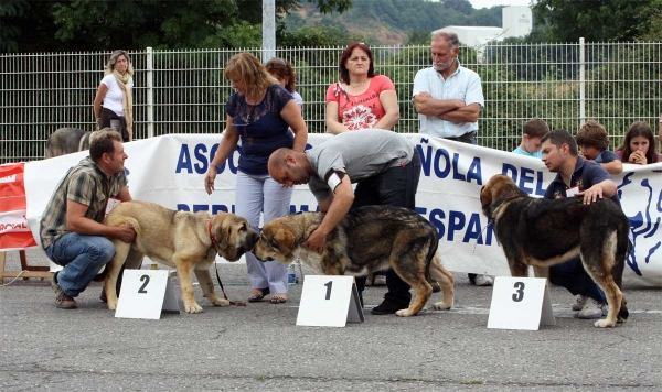 Anka de Villapedre: MB 2, Bruma de Filandón: MB 1, Julie Aldeburriaga: MB 3 - Puppy Class Females - Pola de Siero 16.07.2011
Keywords: 2011