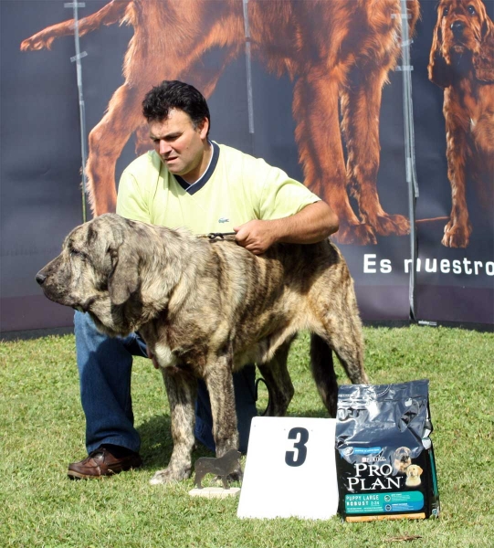 Boss de la Callela de Otur: MB 3 - Puppy Class Males - Veguellina de Órbigo 23.07.2011
Keywords: 2011 otur