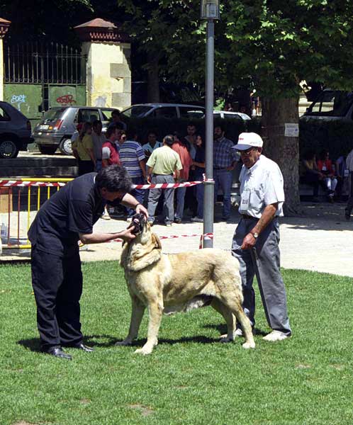 Especial Razas Españolas, El Escorial, Madrid, 19.07.1998 
Keywords: 1998 valle