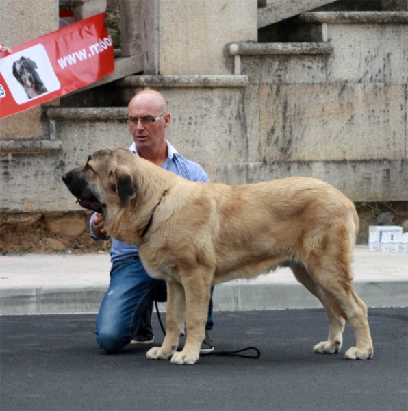 Puppy Class Males - Villafranca del Bierzo, 06.09.2014
Keywords: 2014