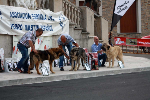 Puppy Class Males - Villafranca del Bierzo, 06.09.2014
Keywords: 2014