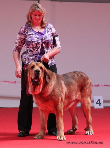 Anuler Alano: EXC 1, BOB, WORLD WINNER  - Intermediate Class Males, World Dog Show Herning 27.06.2010
Keywords: mastibe