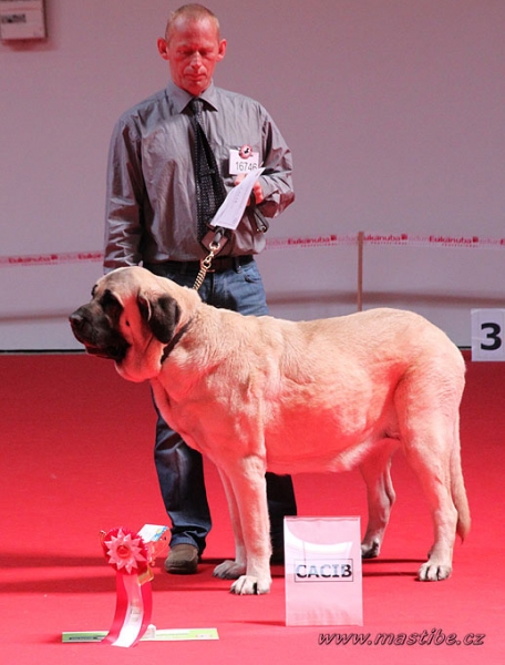 Gina Tornado Erben: EXC 1 - Champion Class Females, World Winner, World Dog Show Herning, Denmark 27.06.2010
Keywords: malm