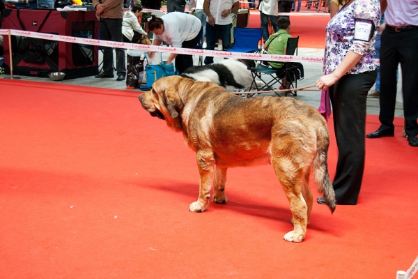 Anuler Alano: EXC 1, BEST OF BREED, World Dog Show, Herning, Denmark - 27.06.2010
(Ch. Elton z Kraje Sokolu x Anais Rio Rita)
Born: 18.10.2008 
Breeder: Anu Reimann
Owner: Iva Jarova
Keywords: mastibe
