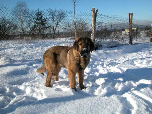 Avalon Lu Dareva (Harry)
Keywords: snow nieve puppy cachorro