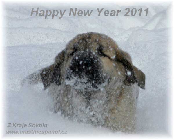 Happy New Year 2011 from Z Kraje Sokolu, Czech Republic
Keywords: sokol