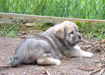 Puppy from Ablanera
(Moroco de Fuente Mimbre x Nena de Ablanera)  

Keywords: angel puppyspain puppy cachorro
