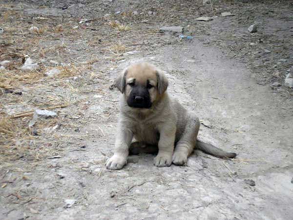 Puppy from Ortibel'li
Keywords: puppy cachorro