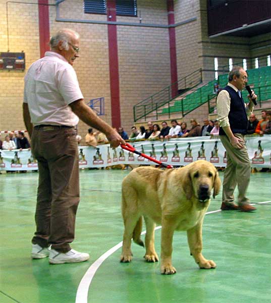 Komombo de Montes del Pardo, Promising 1 & Best Puppy - Puppy Class Males - XXV Monográfica AEPME 30.10.2005
(Sambo x Dama de Fontanar) 
Born: 13.05.2005
Breeder & owner: Sergio de Salas  

Keywords: 2005 puppyspain puppy cachorro