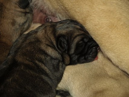 Puppies born 12.04.2011
Indiano Mastibe (HD-B)  X Kally Amena Mastibe (HD-A)



Keywords: puppyestonia zarmon