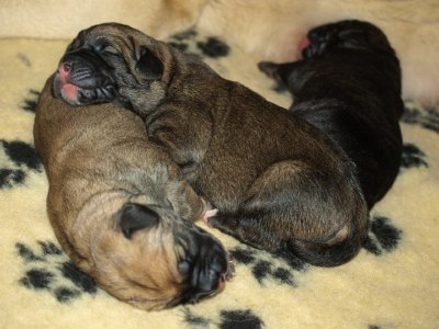 Puppies born 12.04.2011
Indiano Mastibe (HD-B)  X Kally Amena Mastibe (HD-A)


Keywords: puppyestonia zarmon