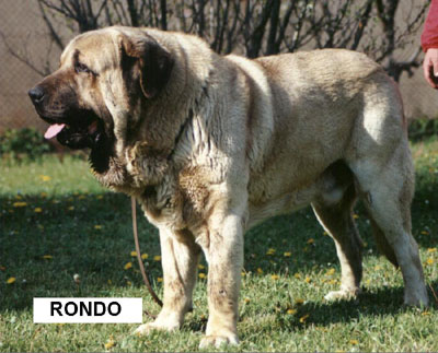 Romeo de Los Zumbos (Rondo)
