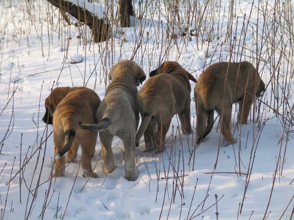 Puppies from Latvia
Puppies were born 22.12.2003.
(Baskervil Mastibe x Lunnaja Raduga Zheltaja Magia)
 

Keywords: puppy cachorro snow nieve