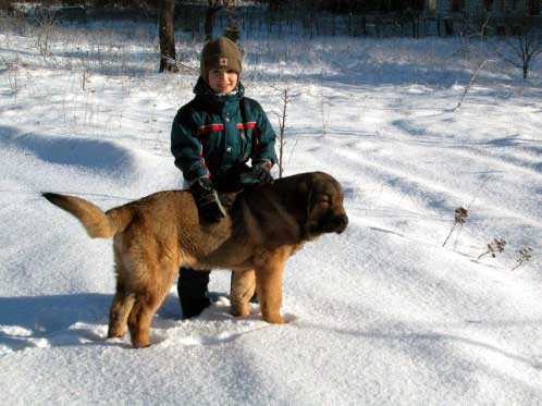 Avalon Lu Dareva (Harry)
Keywords: snow nieve puppy cachorro