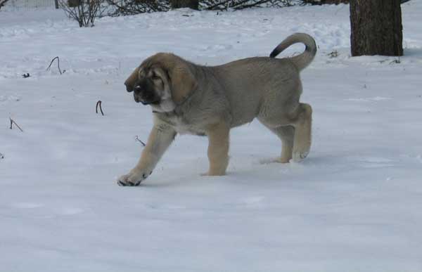 Puppy from Latvia  - born 2003
Born 22.12.2003.
(Baskervil Mastibe x Lunnaja Raduga Zheltaja Magia)
 

Keywords: puppy cachorro snow nieve