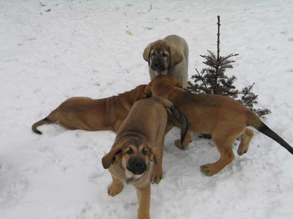 Puppies in Latvia
Puppies were born 22.12.2003.

(Baskervil Mastibe x Lunnaja Raduga Zheltaja Magia)
 

Keywords: puppy cachorro snow nieve