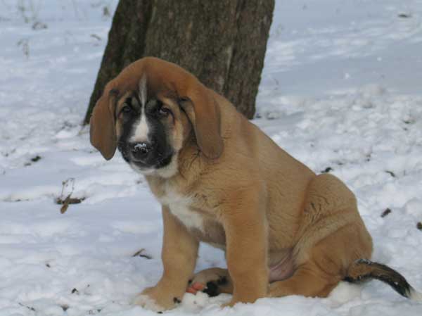 Puppy from Latvia  - born 2003
Born 22.12.2003.
(Baskervil Mastibe x Lunnaja Raduga Zheltaja Magia)
 

Keywords: puppy cachorro snow nieve
