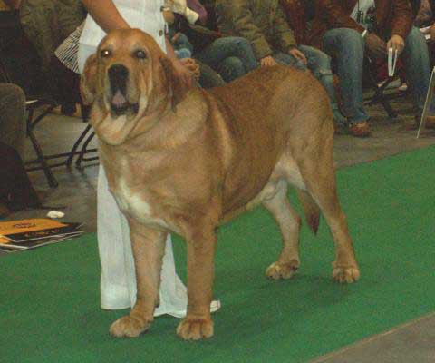 Rint Valeri Asso for Motleyhouse, Exc.1, CWC, Res.CACIB - Open Class Males, World Dog Show 2006, Poland
(Ron de Valdejera x Motley House Dazy Son) 
Born: 04.09.2003
Breeder: V. Vikhman
Owner: I. Egorova
 

