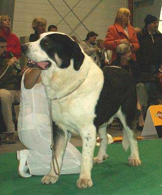 Antol Vlci Drap, Exc.3 Champion Class Males - World Dog Show 2006, Poland
(Baskervil Mastibe x Jolana Fi-It) 
Born: 08.07.2002
Breeder: L. Horakova
Owner: I. Egorova
