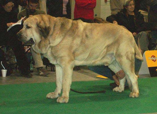 Basil Mastifland, Champion Class Males - World Dog Show 2006, Poland
(Davidoff von Haus vom Steraldted x Ida Fi-It) 
Born: 14.11.2000
Breeder: Anna Kornak

Keywords: ludareva