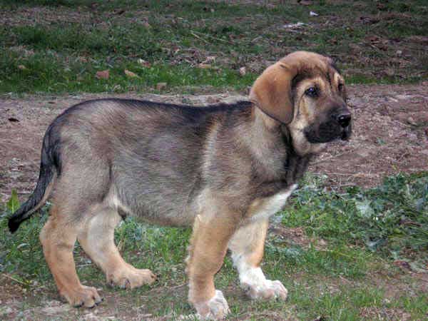 Cachorro de España
Keywords: leonvera puppyspain puppy cachorro