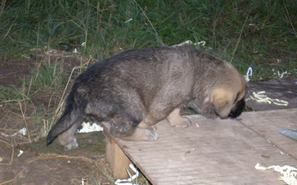 Cachorro de Lagartijo x Tizona - 1 mes
Lagartijo de la Valleja x Tizona 
25.08.2007  
Keywords: puppyspain puppy camada