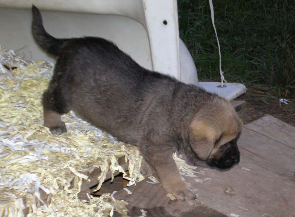 Cachorro de Lagartijo x Tizona - 1 mes
Lagartijo de la Valleja x Tizona 
25.08.2007  
Keywords: puppyspain puppy camada