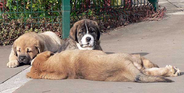 Puppies from Ablanera - 45 days old
(Llanero de Ablanera x Telva) 
Keywords: angel puppyspain puppy cachorro