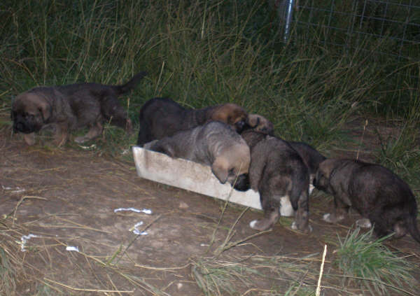 Cachorros de Lagartijo x Tizona - 1 mes
Lagartijo de la Valleja x Tizona 
25.08.2007  
Keywords: puppyspain puppy camada