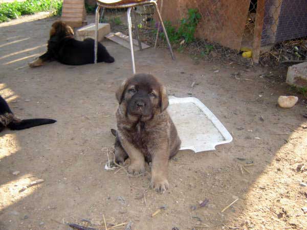Puppy born 14.11.2008
(Caín de Campollano  X Joya de Tornado Erben)
Born: 14.11.2008

