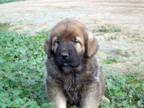 Puppy born 14.11.2008
(Caín de Campollano  X Joya de Tornado Erben)
Born: 14.11.2008

