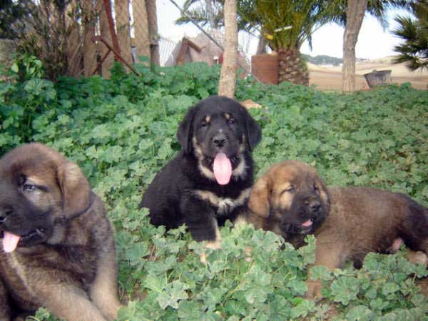 Puppies born 14.11.2008
(Caín de Campollano  X Joya de Tornado Erben)
Born: 14.11.2008

