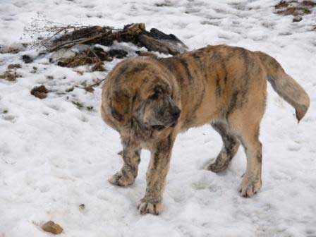 Cypress Hill Lu Dareva - 4 months
(Franchesca Mastibe x Enamorado Ernesto Mastibe)  

Keywords: puppy cachorro snow nieve