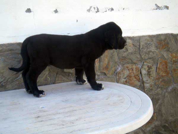 Puppy from 'Montes del Fos) - born 12.03.2011
Tolo de Fuente Mimbre X India de Cerros del Aguila

Keywords: delfos