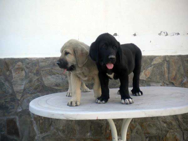 Puppies from 'Montes del Fos) - born 12.03.2011
Tolo de Fuente Mimbre X India de Cerros del Aguila

Keywords: delfos