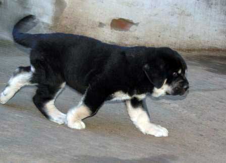 Puppy from Trobajuelo - born 13.10.07
Cantero de los Zumbos X Tormenta de Reciecho  
13.10.2007

Keywords: puppyspain puppy cachorro