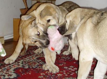 Fessi, Fenix & Florita Tornado Erben
Playing puppies.  

Keywords: tornado puppy cachorro