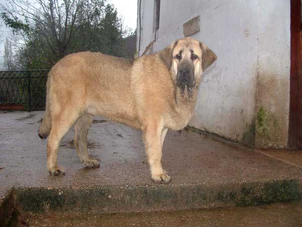 Grabiel de la Ribera del Pas - 8 months old
(LLanero de Ablanera x Mola de la Valleja)  

Keywords: puppy cachorro