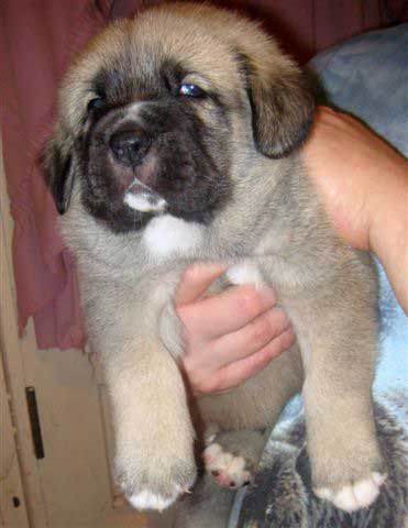 Puppy from Angel De La Asturias (USA) - born 28.10.2007
Keywords: himmelberg