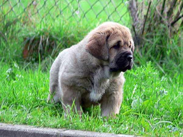 Puppy from Ablanera - 45 days old
(Llanero de Ablanera x Telva)  

Keywords: angel puppyspain puppy cachorro