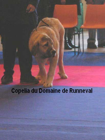Copelia du Domaine de Runneval: Very Promisning (Puppy Class Females) - Special Club Show, La Roche Sur Yon, France, 06.04.2008
(Annibal del Agostadero X Urssa du Domaine de Runneval) 
Kľúčové slová: 2008