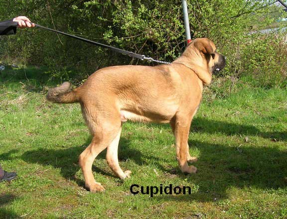 Cupidon (Diwan): Rather Promising (Puppy Class Males) - Special Club Show, La Roche Sur Yon, France, 06.04.2008
(Algarrobo X Vaguera)

Keywords: 2008