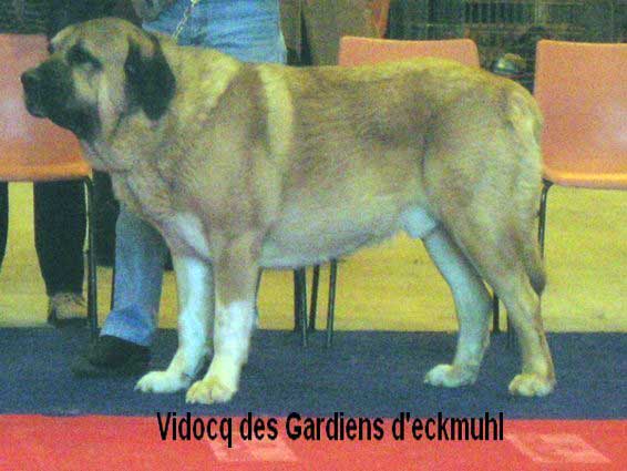 Vidocq des Gardiens d'Eckmuhl: 1exc, RCACS (Open Class Males) - Special Club Show, La Roche Sur Yon, France, 06.04.2008
Keywords: 2008