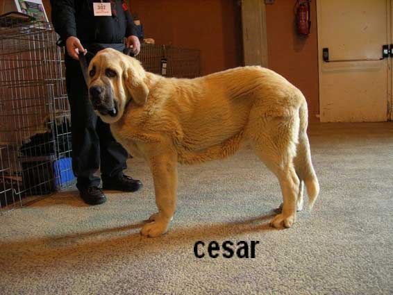 Cesar: Very Promising (Puppy Class Males) - Special Club Show, La Roche Sur Yon, France, 06.04.2008
(Algarrobo X Vaguera)

Keywords: 2008