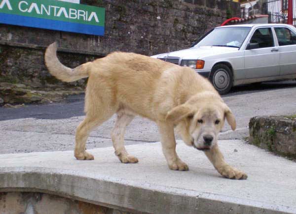 Martín de Torreanaz - 6 meses
(Raphael x Lanza de Ablanera) 
Keywords: puppyspain puppy cachorro