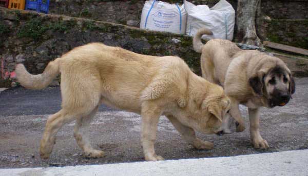 Martín & Greta de  de Torreanaz - 6 meses
(Raphael x Lanza de Ablanera)
Keywords: puppyspain puppy cachorro