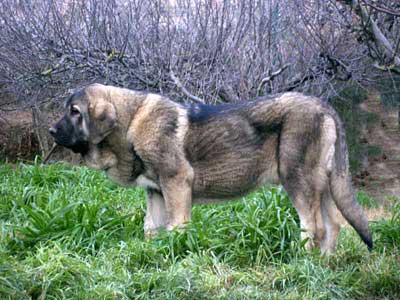 Oda de Valdejera - about 6 months old
Ch. Cañon de Fuente Mimbre X Selva 
Born: 08.08.2003
Keywords: puppyspain puppy cachorro
