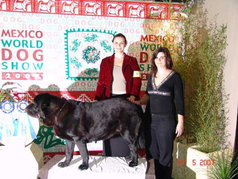 Triana de Fuente Mimbre: Exc 1, Best Female (Mejor Hembra) - World Dog Show Mexico 2007
